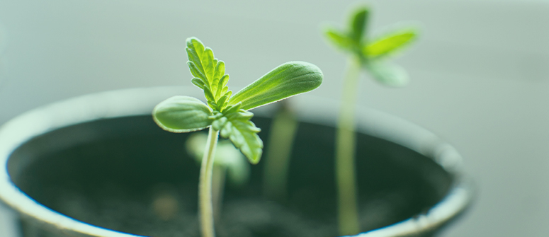 6. stalled growth and discoloured leaves